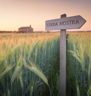 파로 곡물 효능