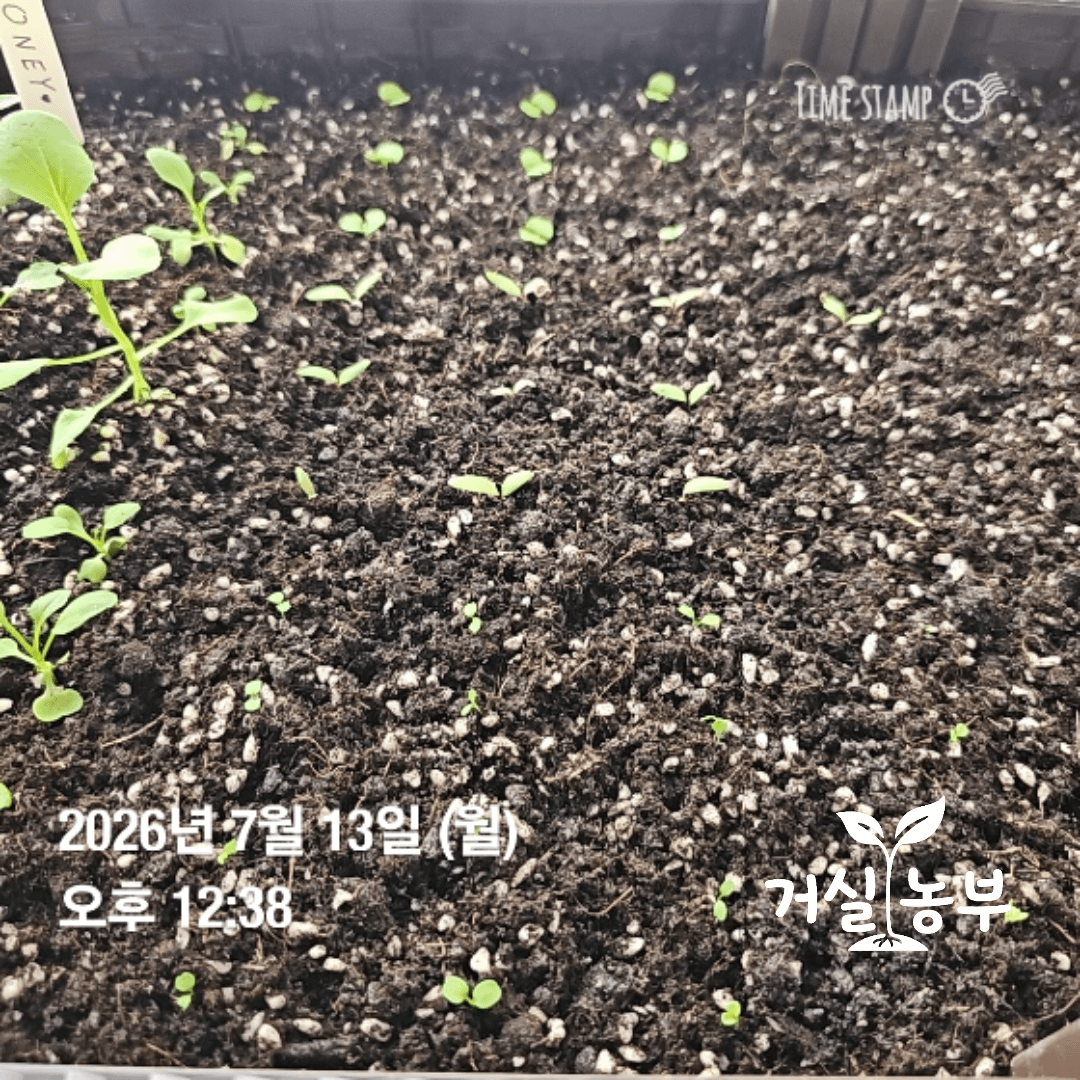 같은 베란다 화분에 줄을 맞춰 옮겨 심은 바질 근대 루꼴라 모종