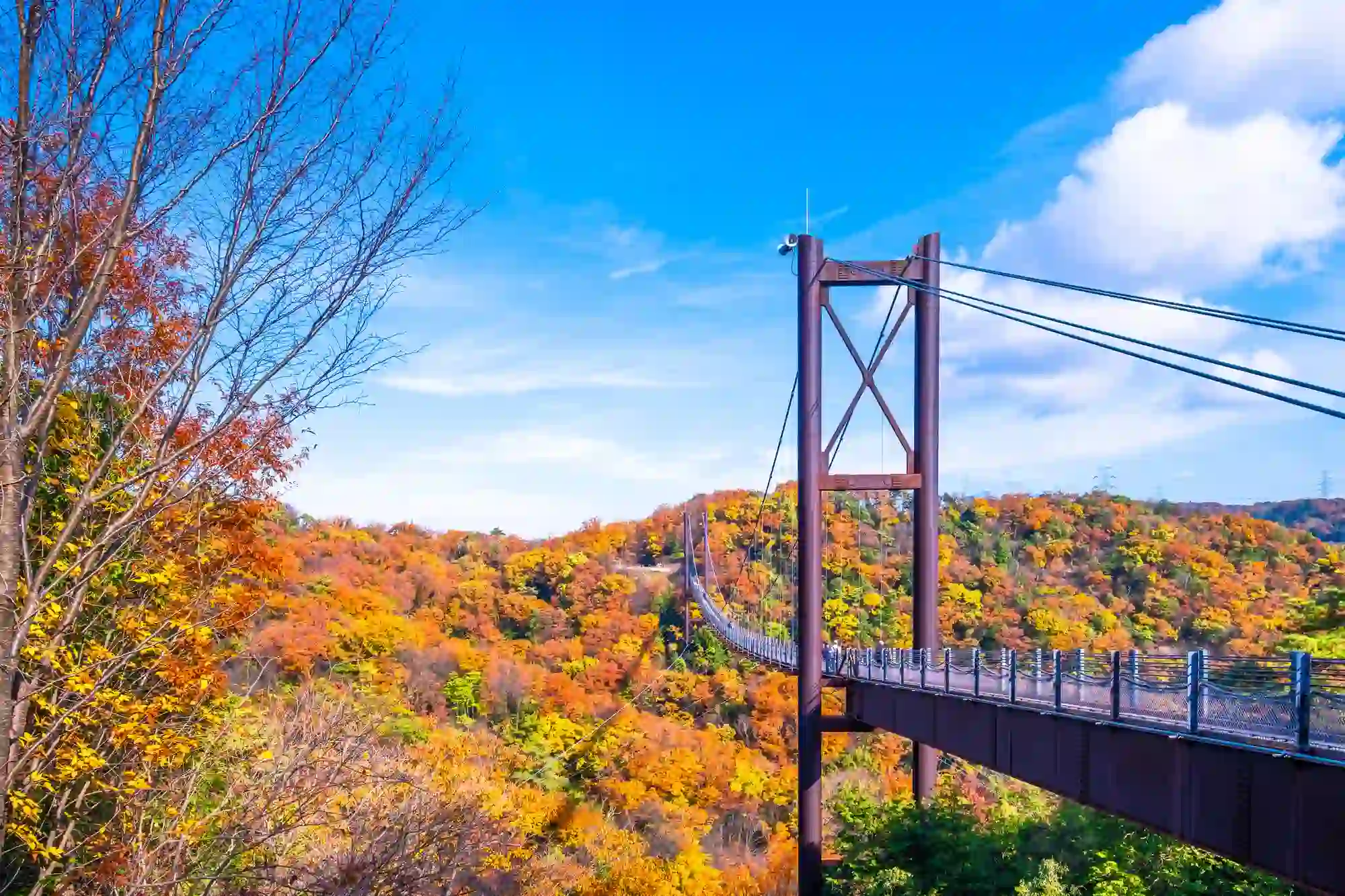 호시다노모리(오사카부 교노시)