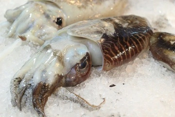 갑오징어-철