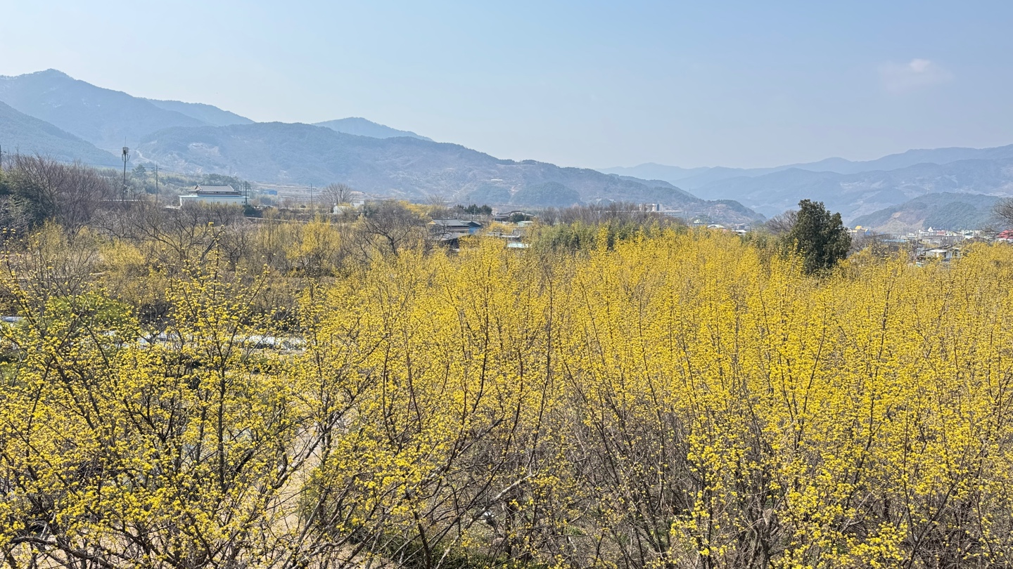 구례산수유축제