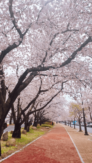 경주 벚꽃 개화 시기 및 축제 및 명소와 관련된 사진