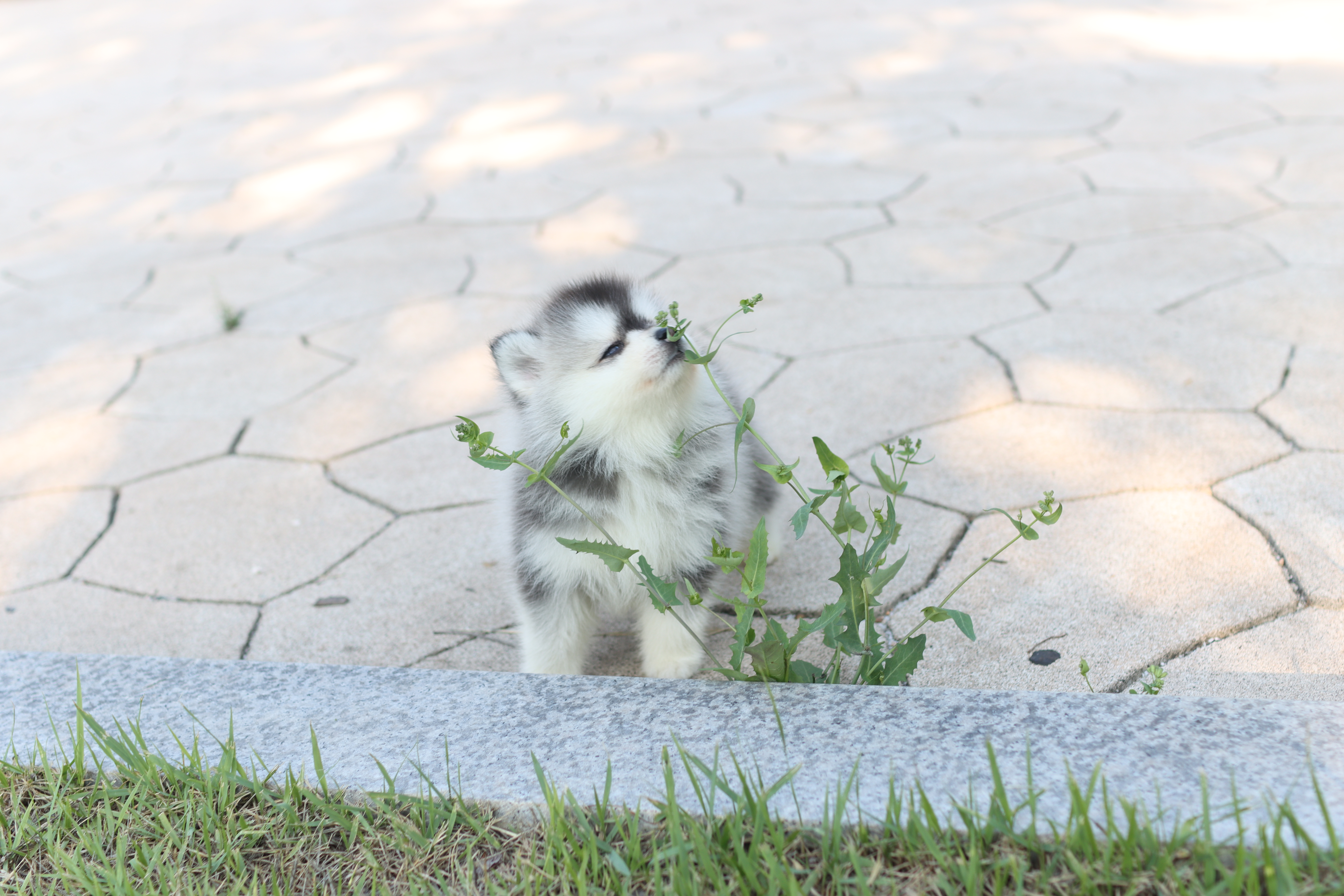 폼스키분양가격