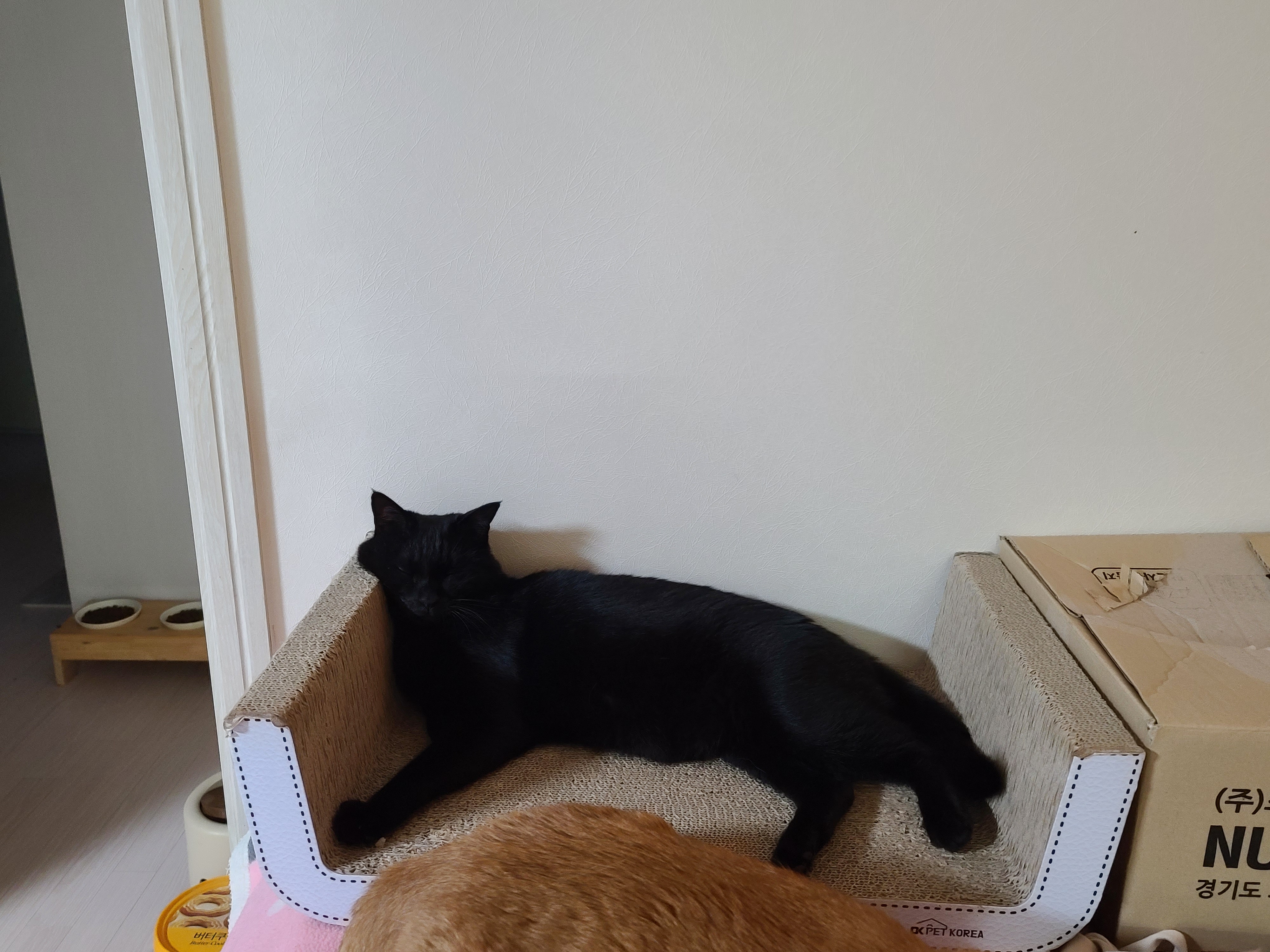 턱괴고 자는 편. 볼살 삐져나온 고양이. 스크래쳐 활용 잘 하는 고양이 건이.