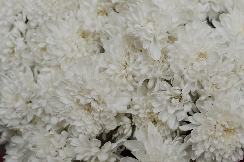 Delight in the soft elegance of blooming white chrysanthemums captured in close-up.