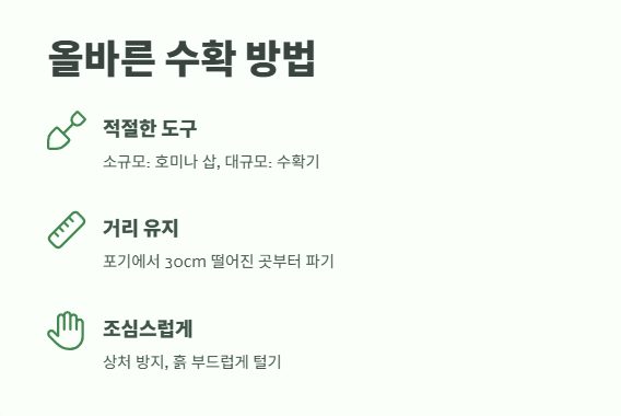 감자 수확시기 타이밍과 방법 10