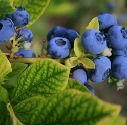 황반변성에 좋은 음식 영양제 식단
