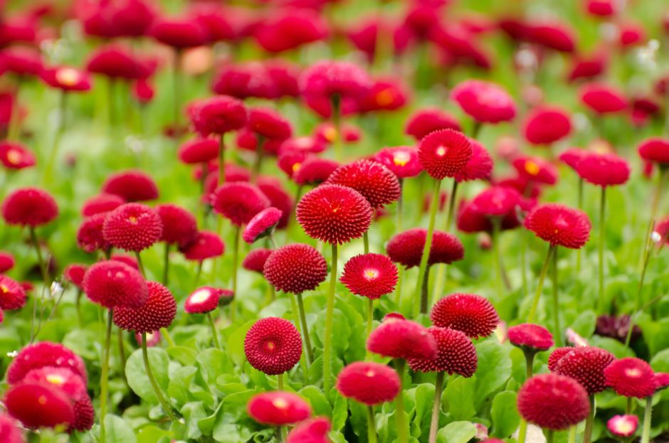 A stunning field of vibrant red English daisies (Bellis perennis) in full bloom, captured outdoors.