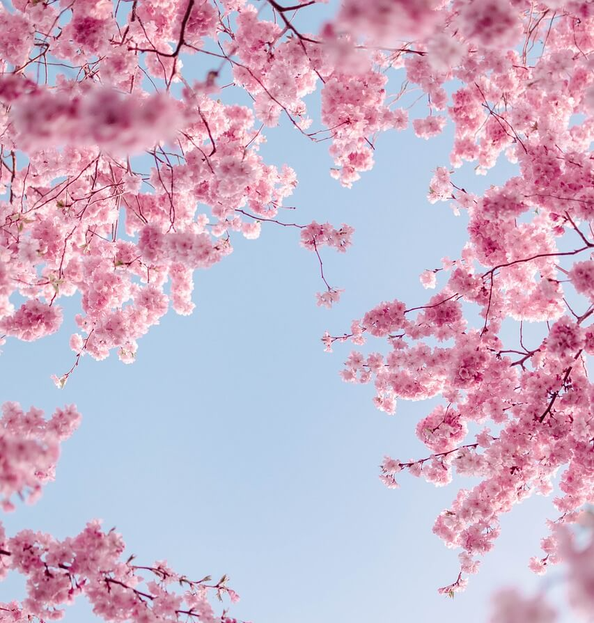 벚꽃과 파란 하늘