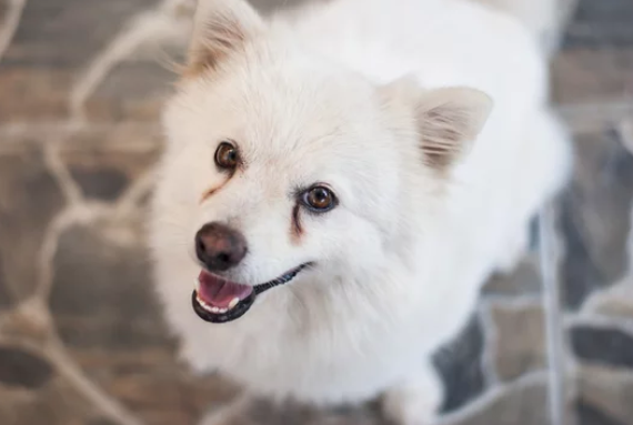 강아지 사진/출처:어도비스톡