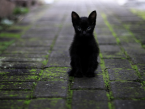 검은 고양이 꿈 해몽