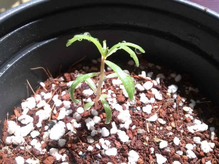 씨앗을 뿌린 후 한 달 뒤 채송화