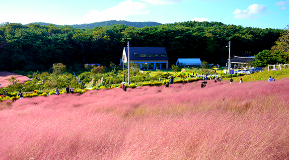 올가을 인생샷 명소, 고창 핑크뮬리축제 준비 체크리스트