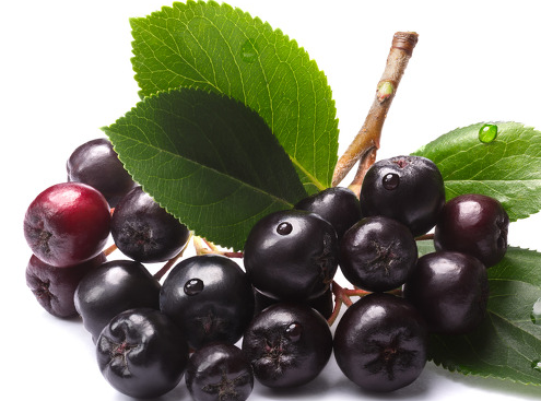 아로니아열매가-나무가지에-매달려있는-모습