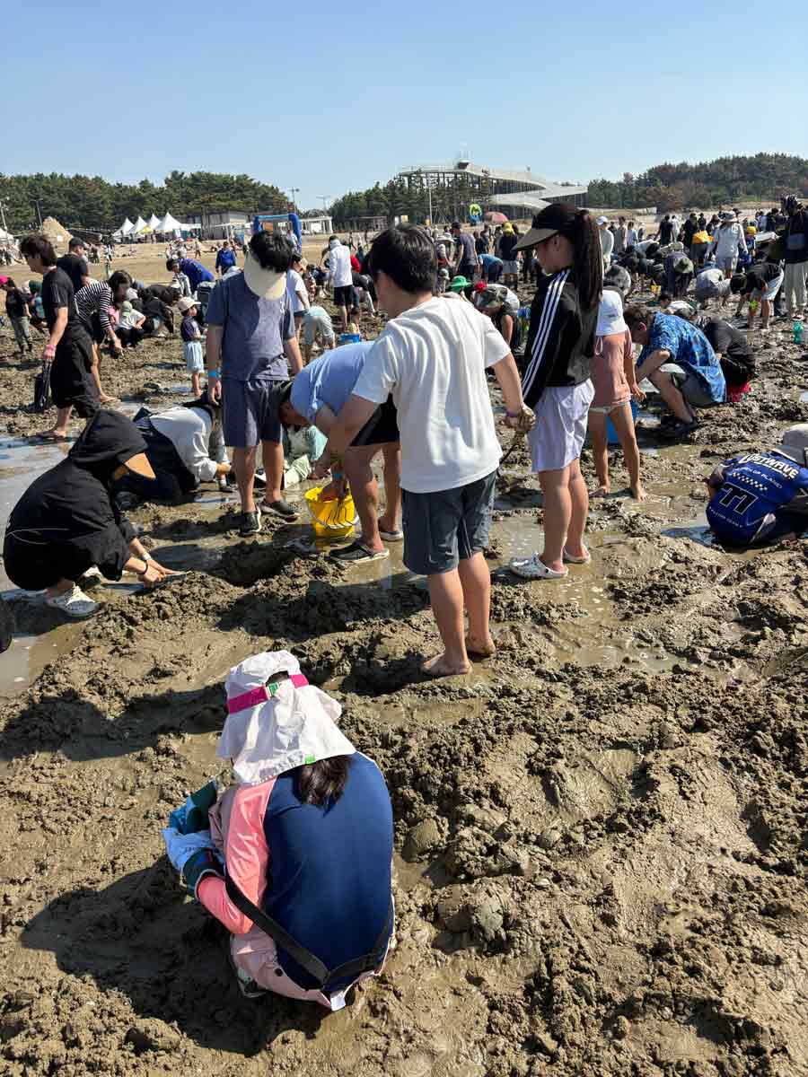 많은 사람들이 갯벌에서 조개를 찾고 있는 모습