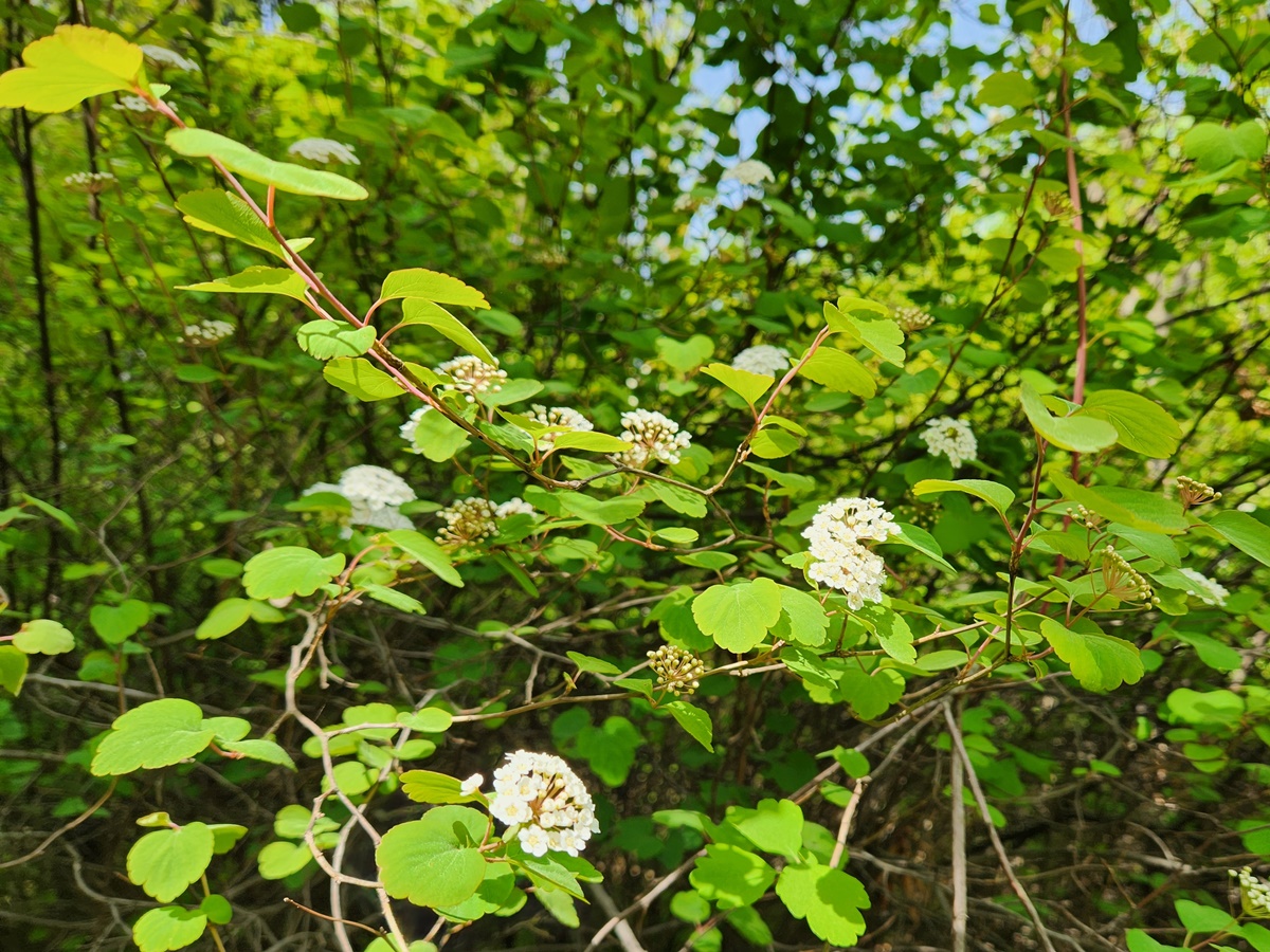 산조팝나무