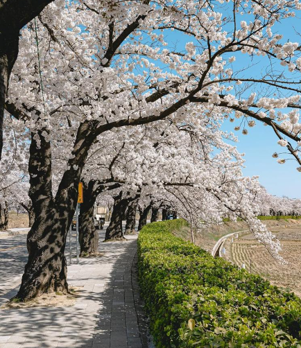 2025 벚꽃 개화시기