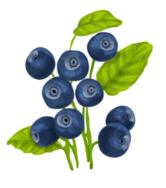 블루베리