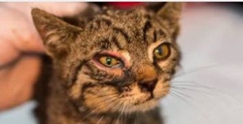 고양이 눈동자 변화로 보는 건강 - 눈빛 속에 숨겨진 질병 신호를 읽는 법