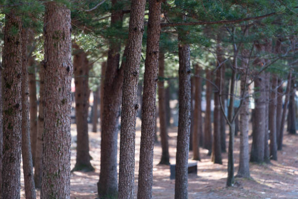 한국 전통 주거 양식, 소나무