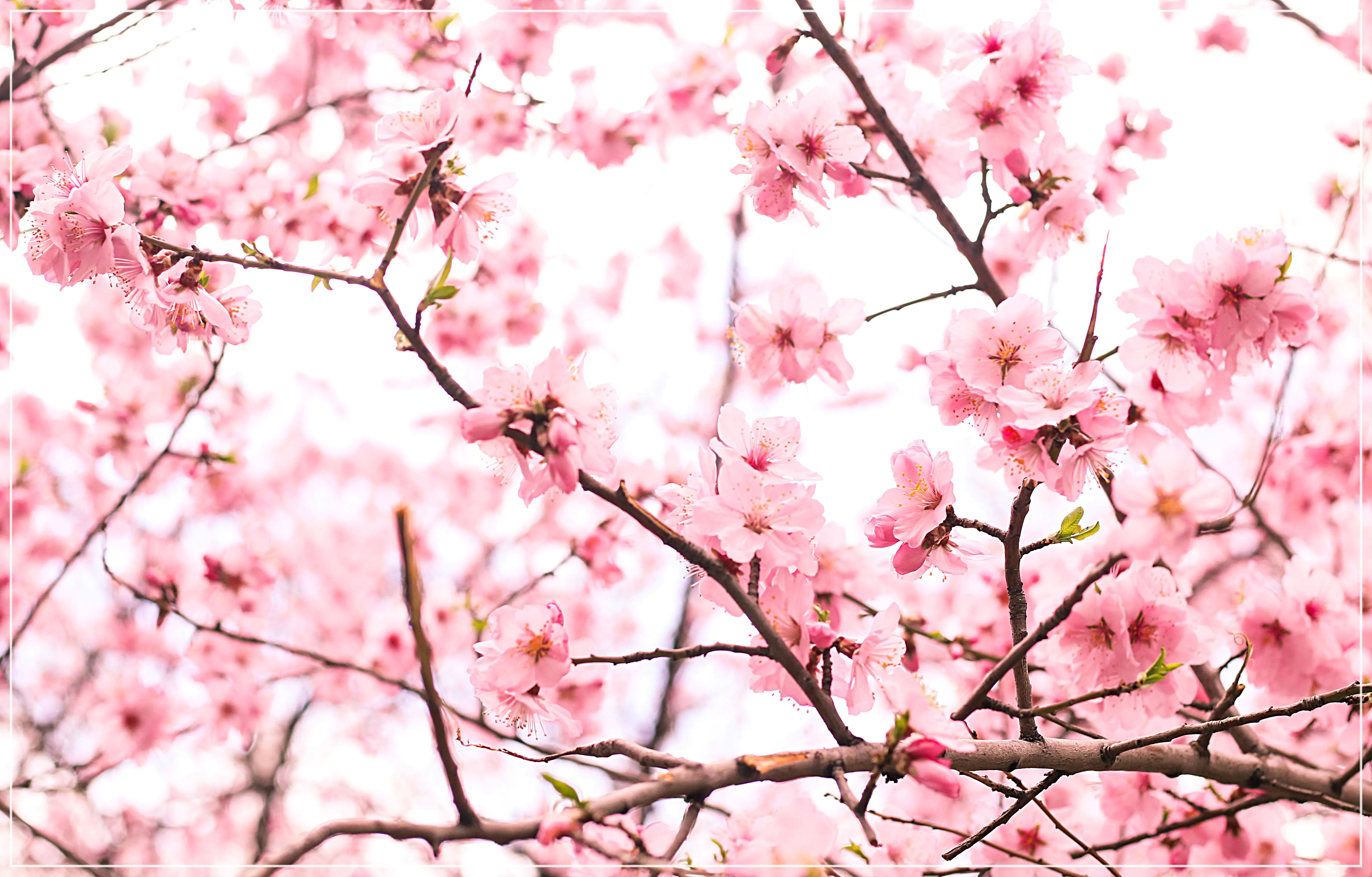 2025 진해 군항제