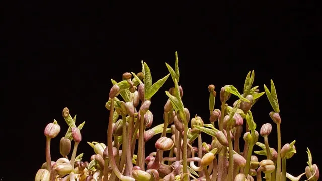 콩나물국 맛있게 끓이는 법과 건강 레시피_5