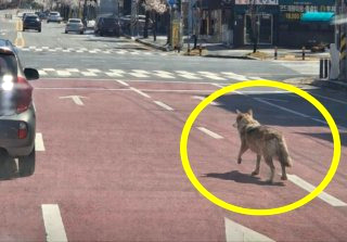 대전 늑대 동물원 오월드 탈출 퓨마 포획 상황