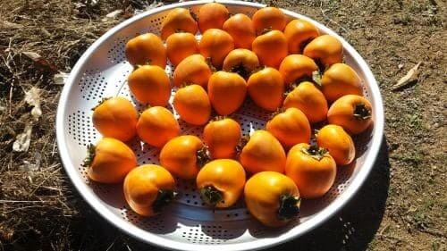 대봉감-대봉시감-수확시기