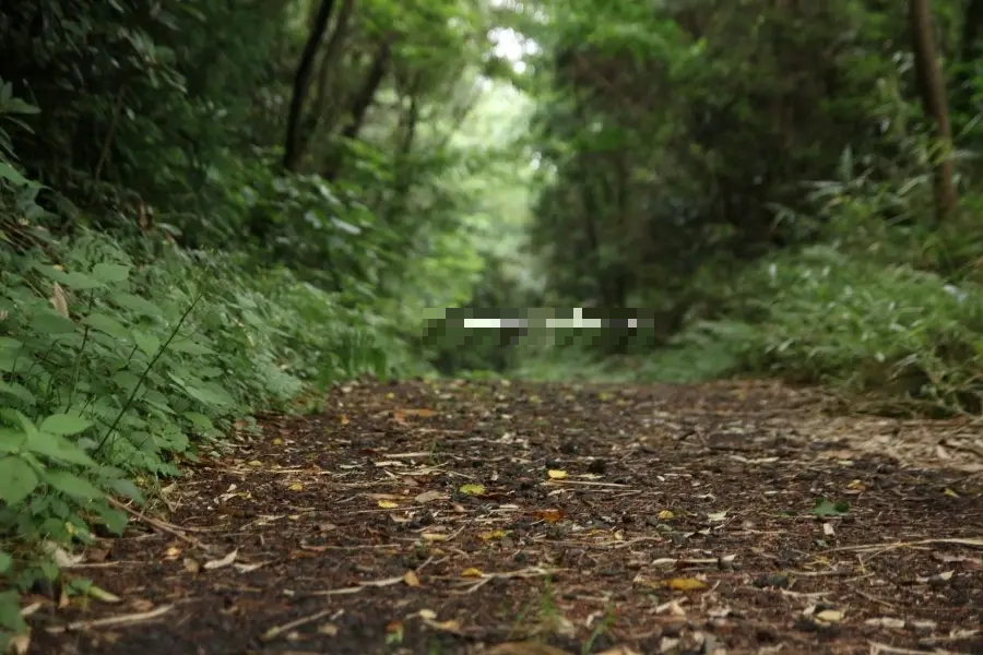 제주도 숲길 산책로