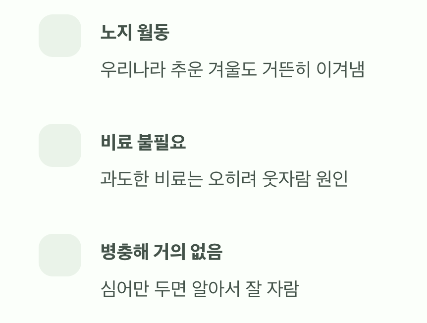 '게으른 정원사'를 위한 최고의 식물