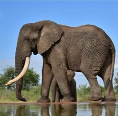 커다란-상아로-위용을-자랑하는-거대한-몸집의-코기리가-서서히-걸어가고있는-모습