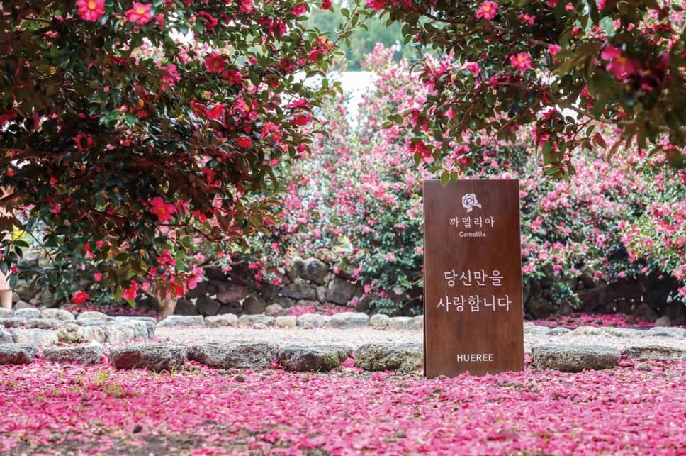 휴애리-동백축제-카멜리아