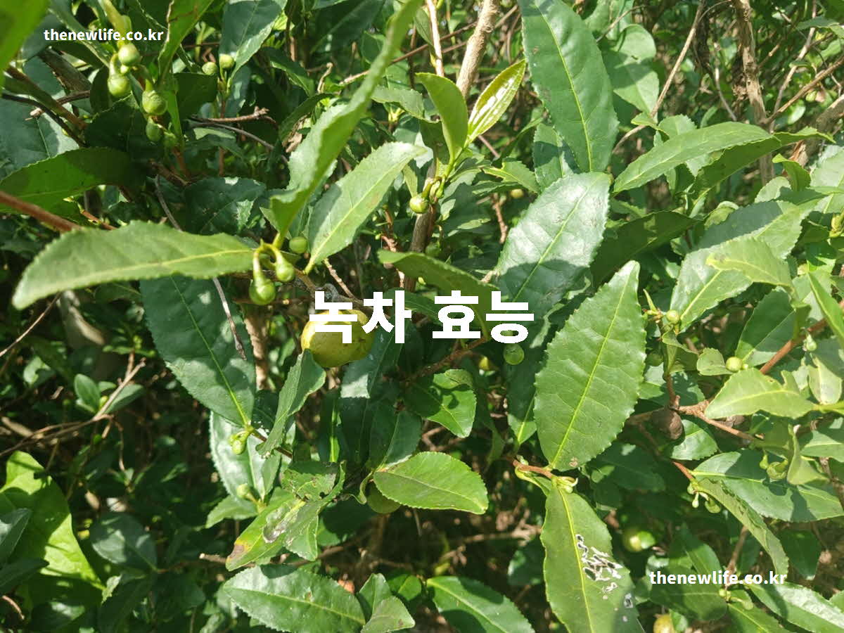 녹차 효능 대표 실사진