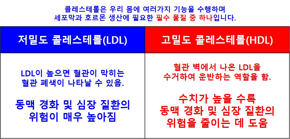 콜레스테롤