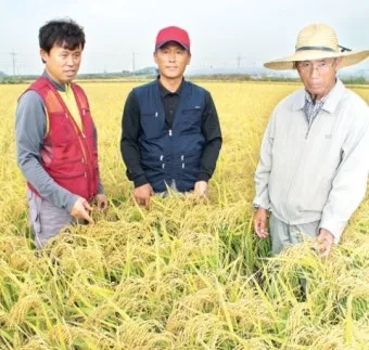 벼 재배 모내기 시기 분얼 관리 논 물대기_3
