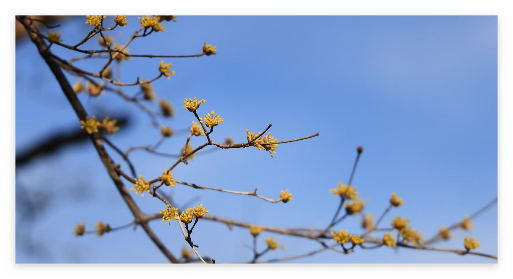 구례산수유축제 