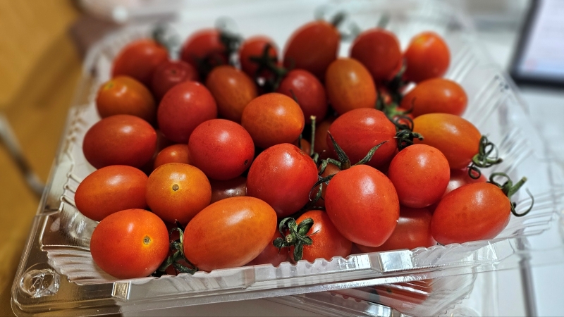 스테비아토마토20