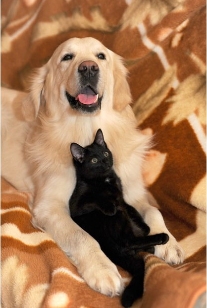 고양이와 강아지 함께 키우기 - 혼합 가정에서 합사 시 꼭 알아야 할 유의사항