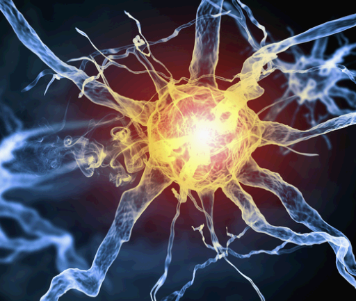 호르몬 세포 모습