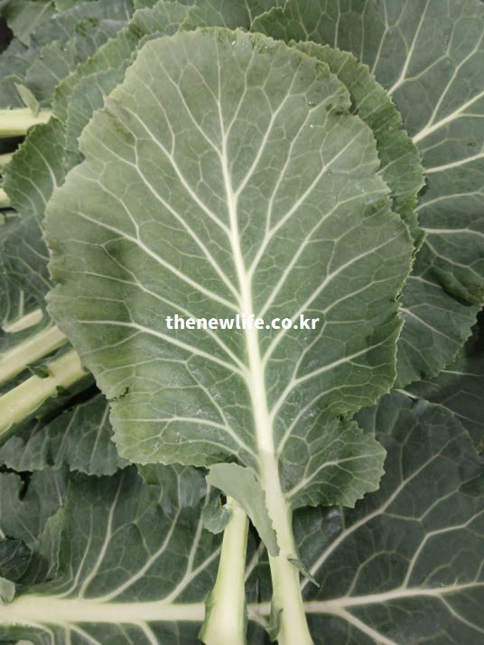 영양소 파괴를 막기 위해 5분 이내로 짧게 데치거나 생으로 섭취해야 하는 신선한 케일 잎