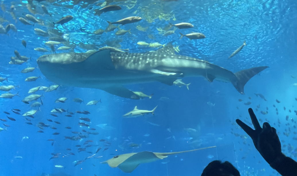 오키나와_고래상어와 만타가오리