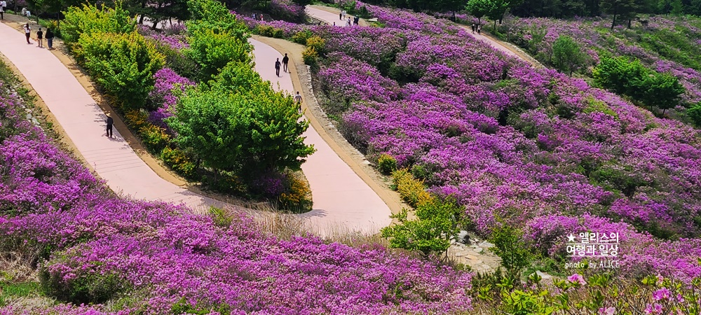 황매산 철쭉 개화시기, 셔틀버스, 산청 합천 5월 가볼만한곳