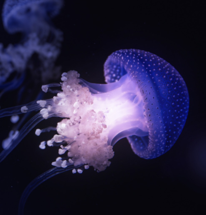 자포동물의 기원 이야기