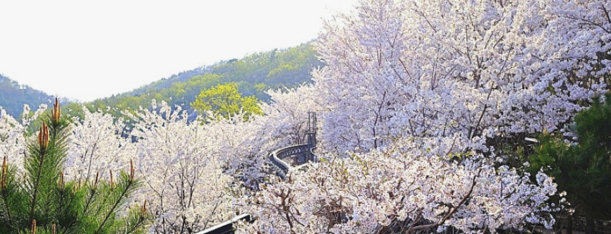 화담숲 예약하기 홈페이지 입장료 주변 맛집 모노레일 단풍 절정시기 꿀팁