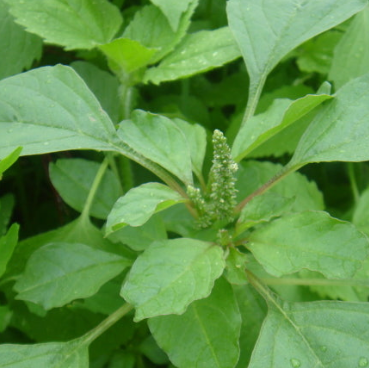 비름나물의 효능 부작용 고르는법 먹는법