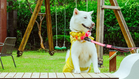 제주 애견동반 숙소2