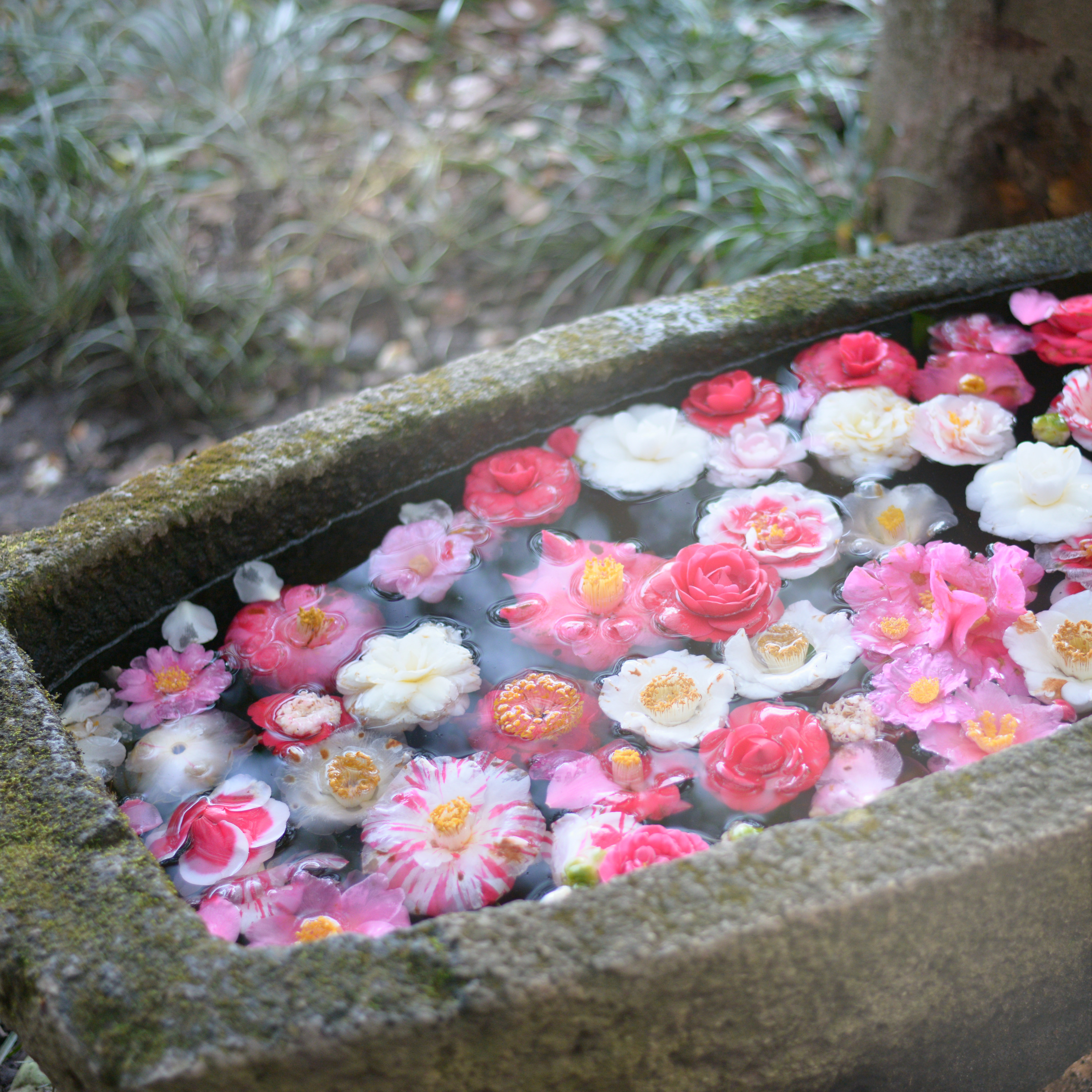 보름왓 토종 수국 꽃축제