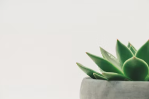 식물성 멜라토닌 영양제 식물성 멜라토닌 효능 추천 부작용