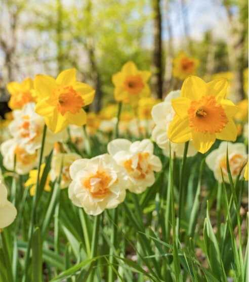 2025 화담숲 봄 수선화 축제