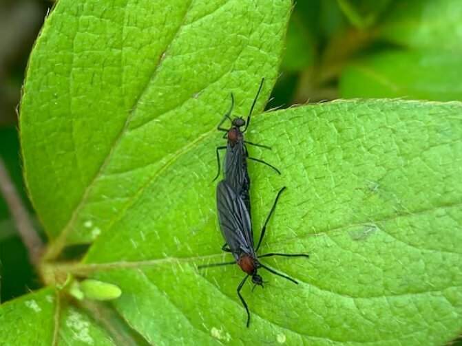 러브 버그 모습